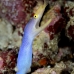 eel_ribbon_woe_sim_v_0029_tha3772.jpg